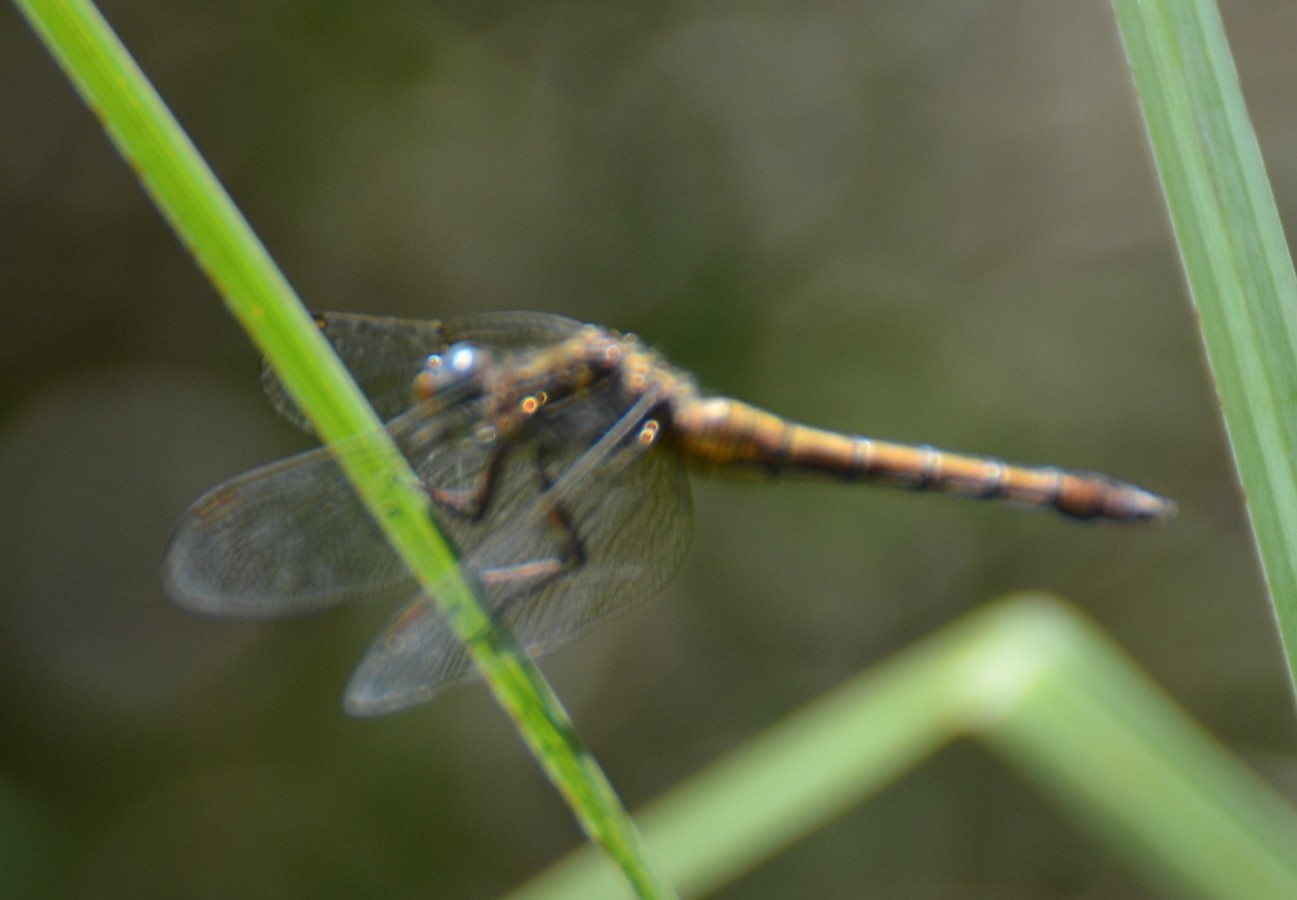 Orthetrum coerulescens, femmina